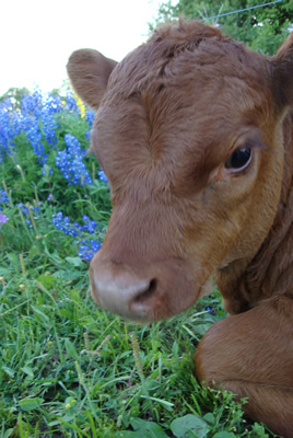 Calf in Blue Flowers